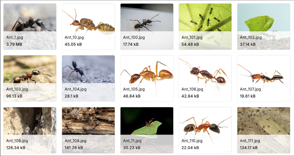 Kaggle Insect Samples